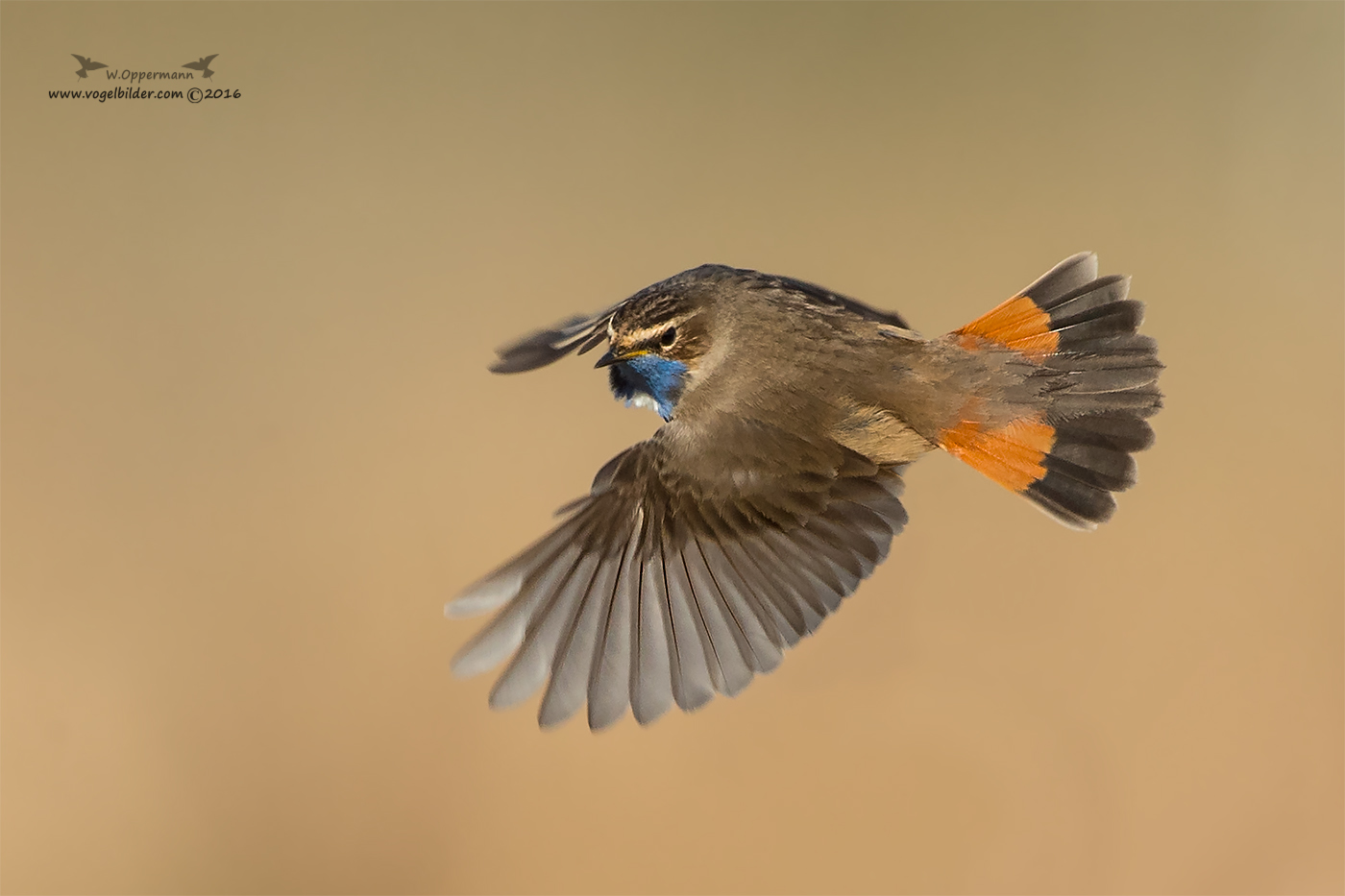 Fly away Blaukehlchen