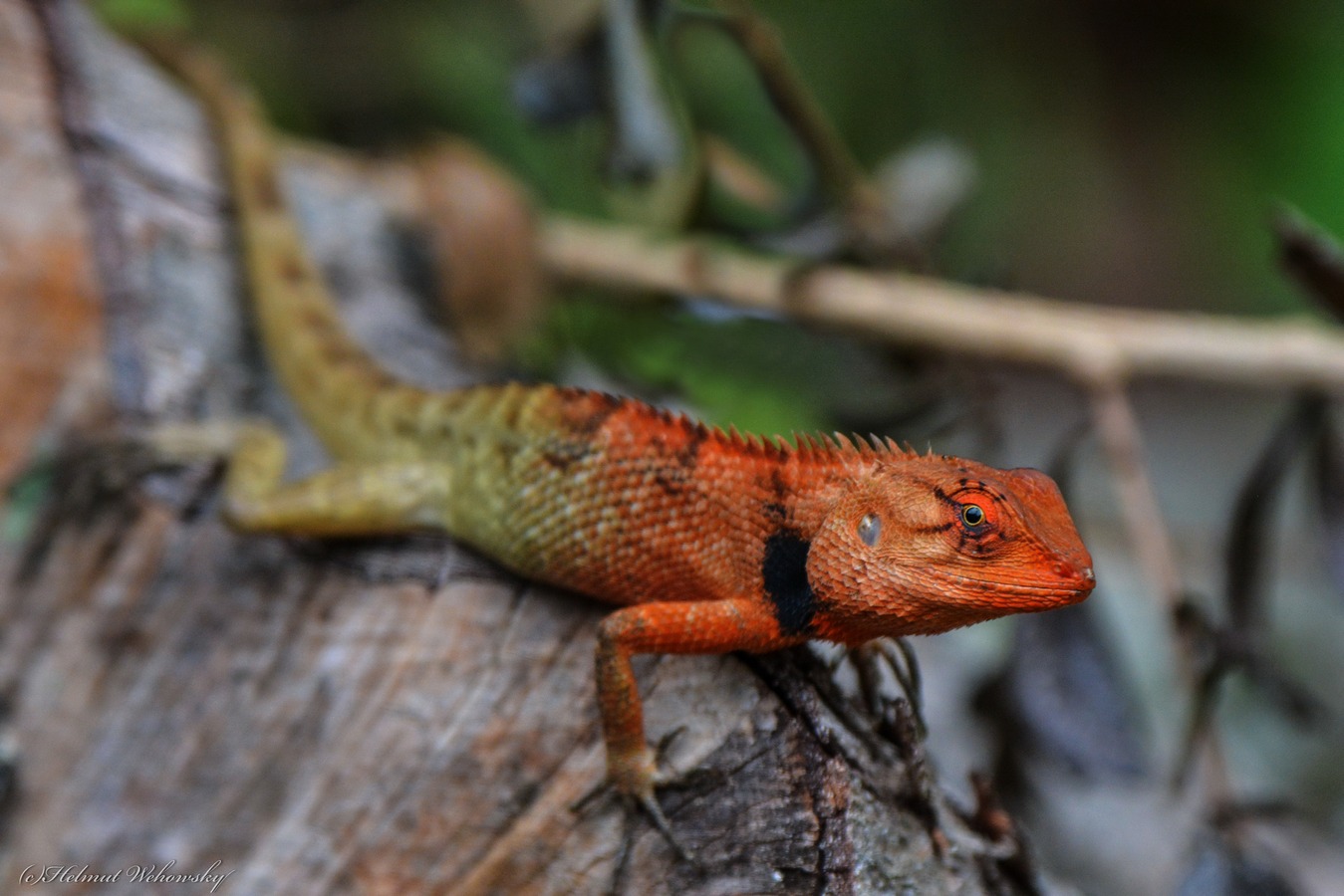 Garten Echse (Oriental Garden Lizard)