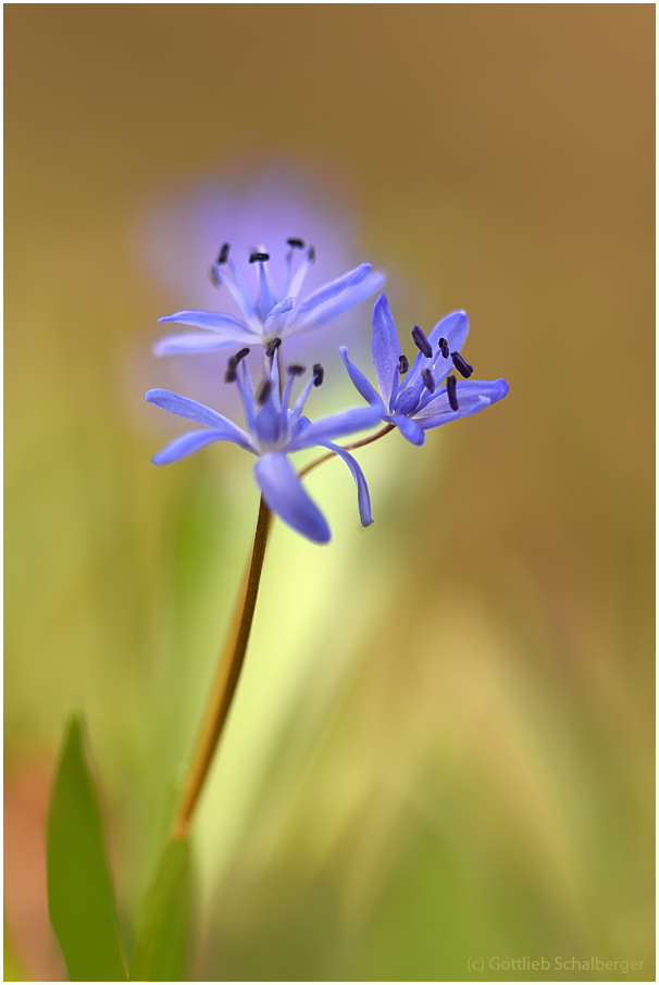 Scilla bifolia