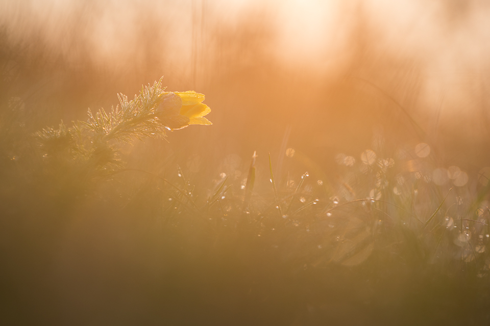 Im ersten Morgenlicht