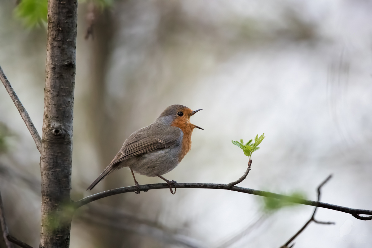 Rotkehlchen (Erithacus rubecula)