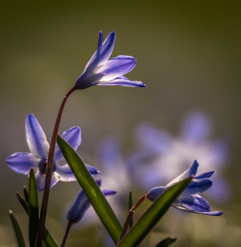 der Frühling kommt