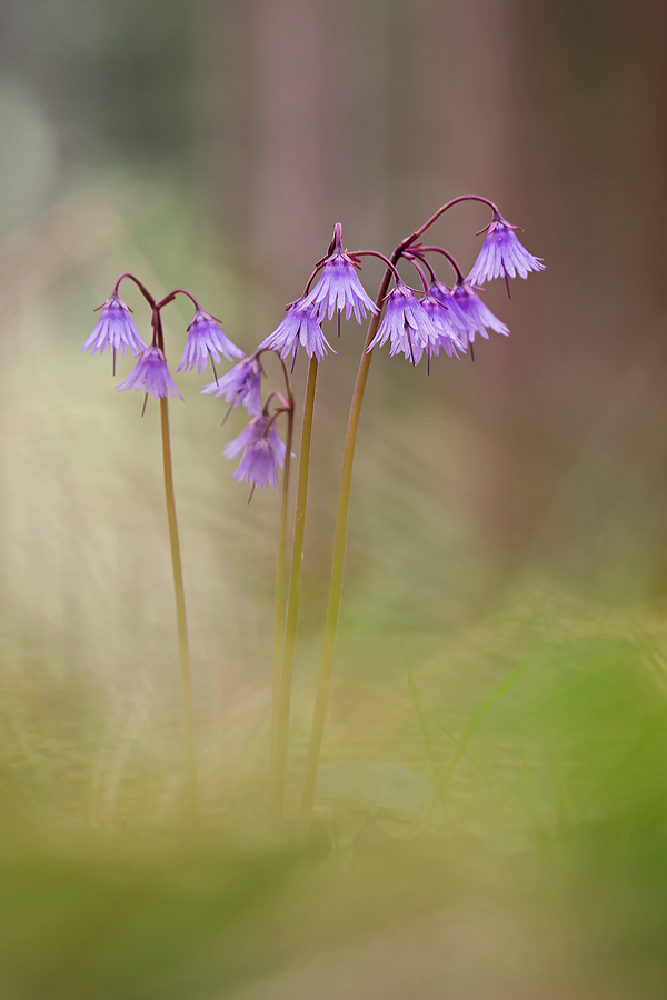 Alpenglöckchen Soldanella alpina