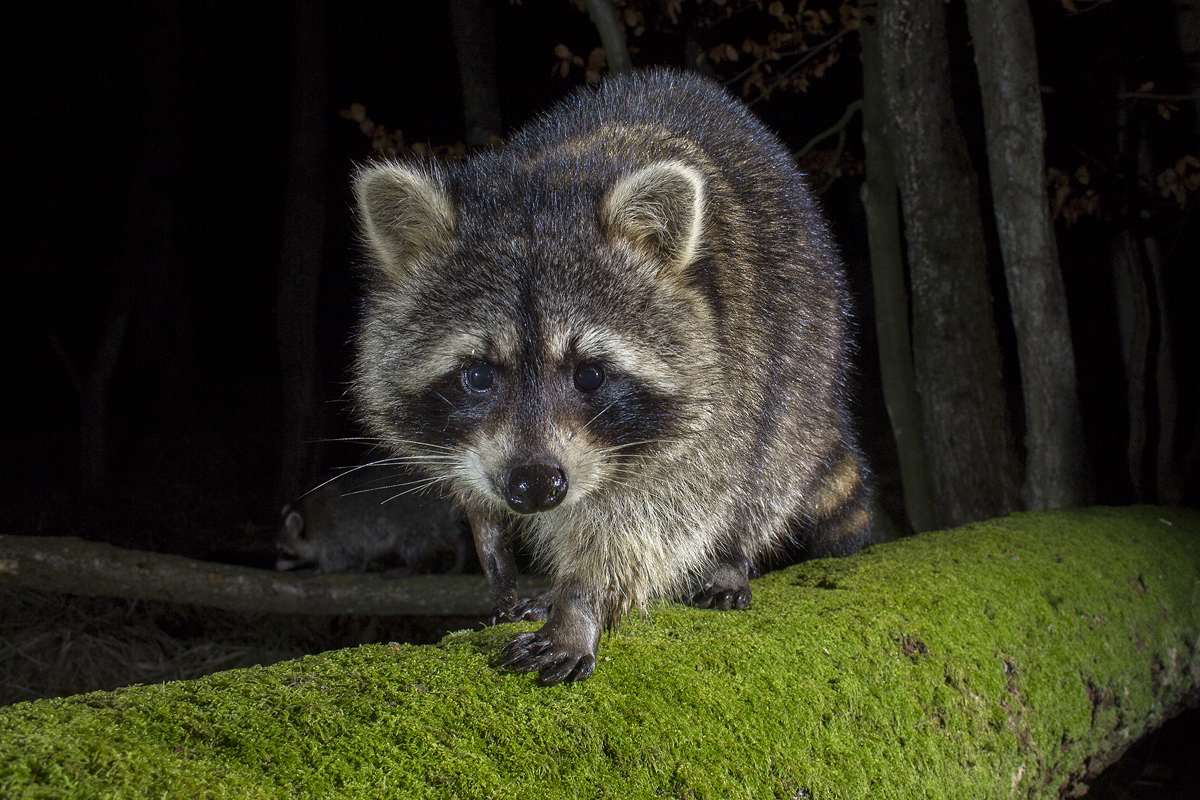 Waschbär