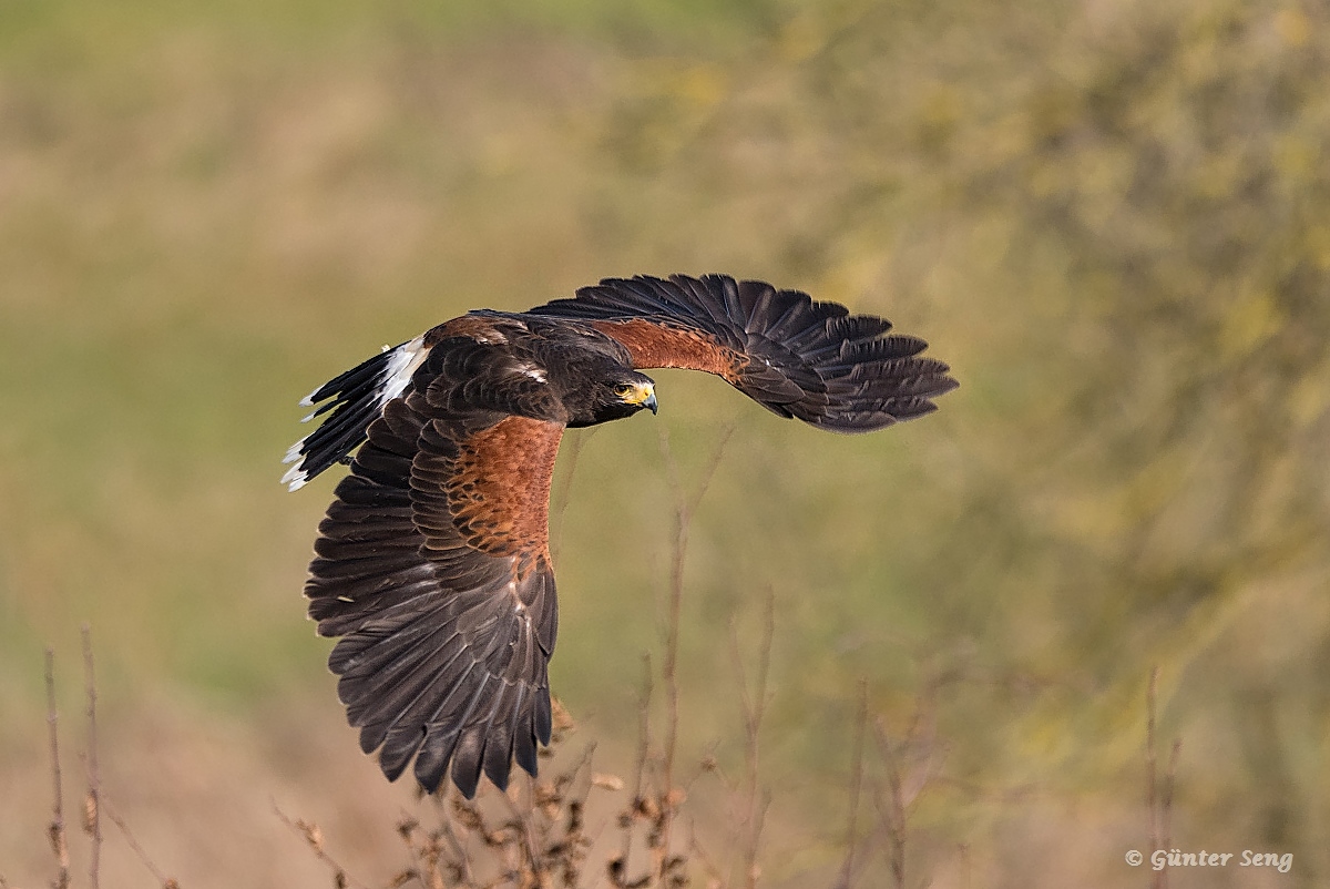 Der Flug des Harrishawk