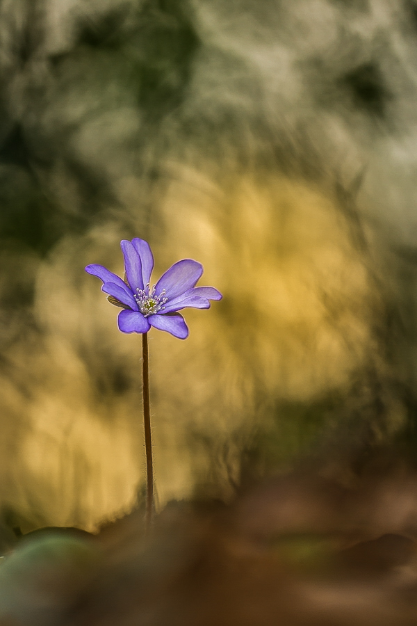 Ein Leberblümchen