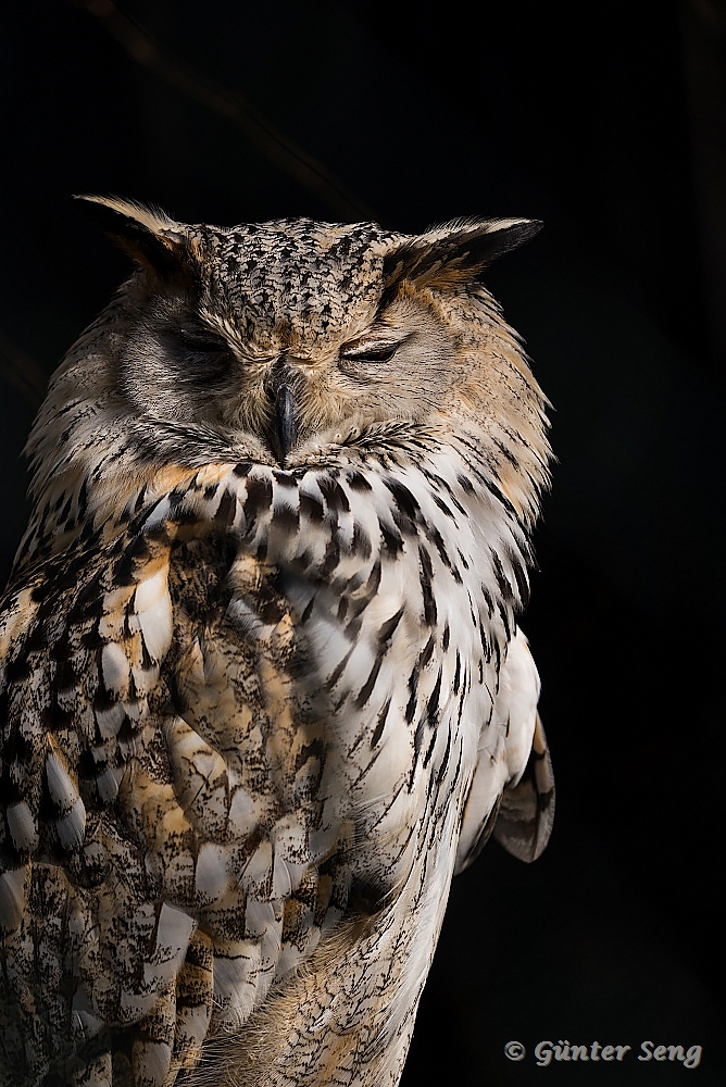 Sibirischer Uhu  (Bubo bubo sibiricus)