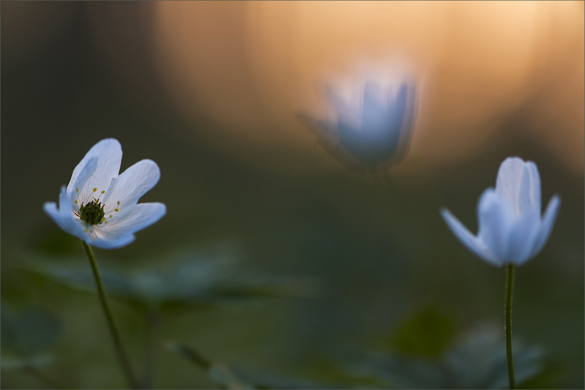 Letztes Leuchten in letztem Licht