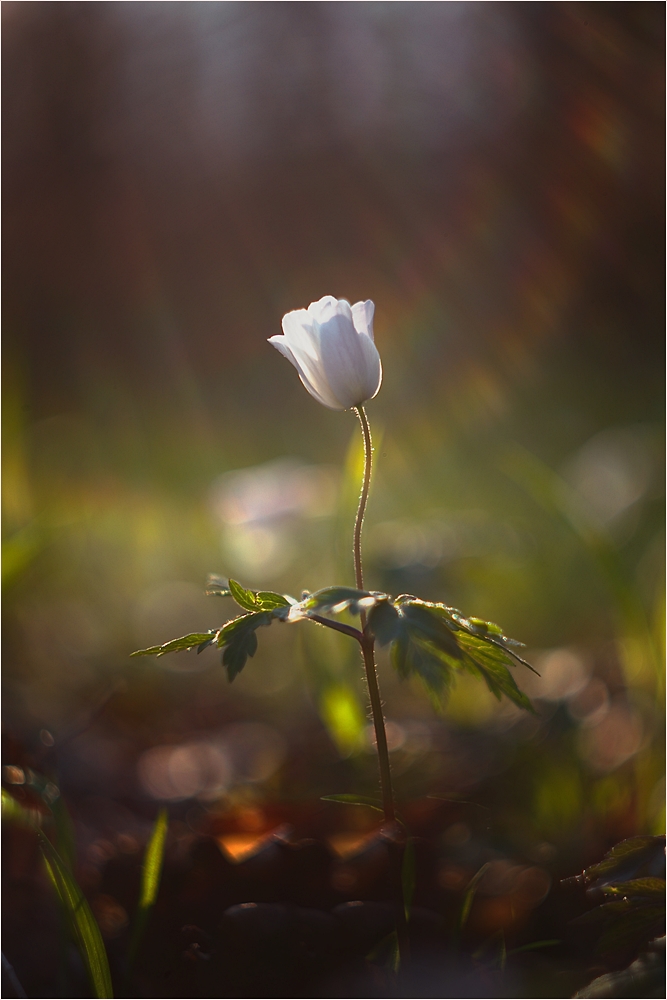 kleine Lichtgestalt