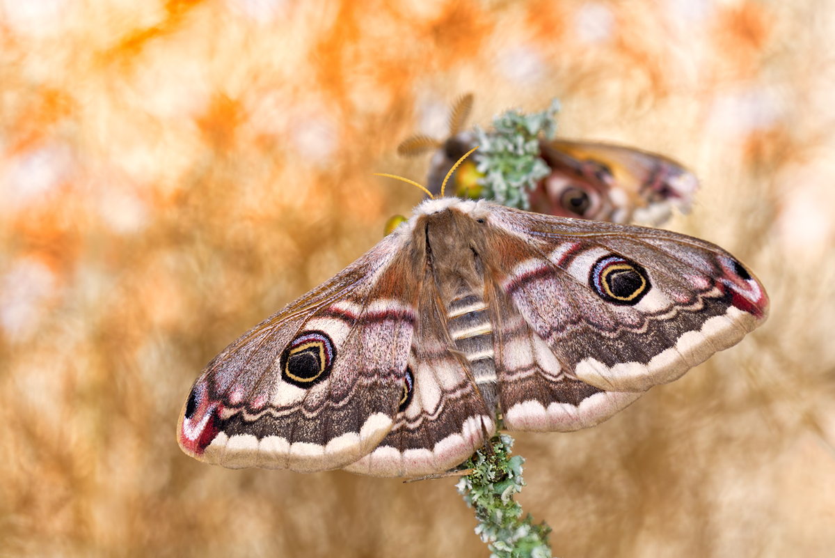 Saturnia pavonia