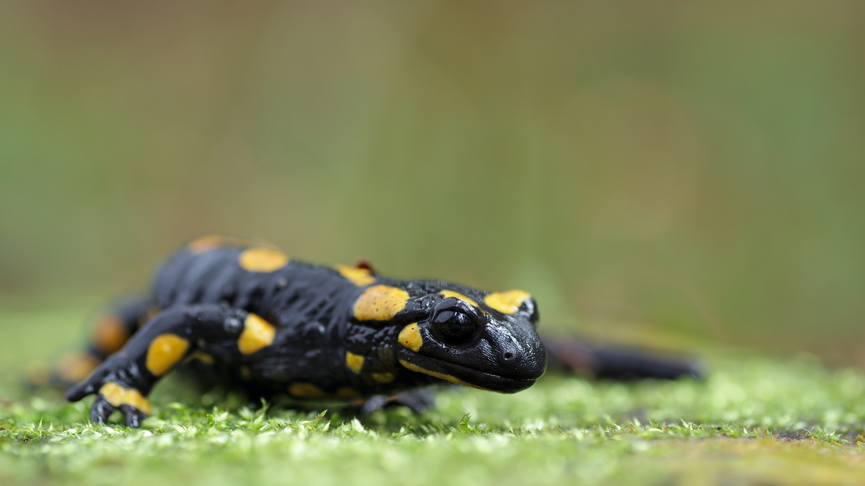 Salamandra salamandra