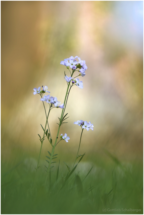 Cardamine pratensis