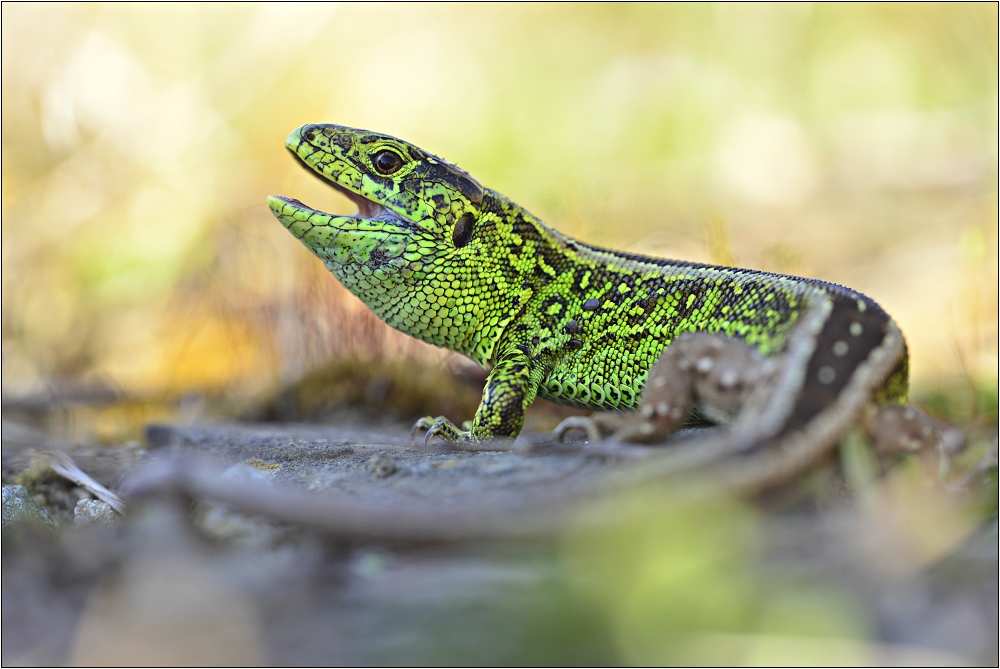 Lacerta agilis