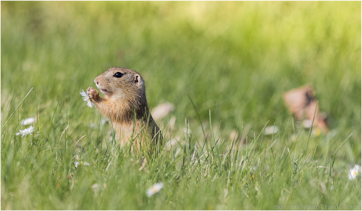 Schau, die Gänseblümchen sind erwacht