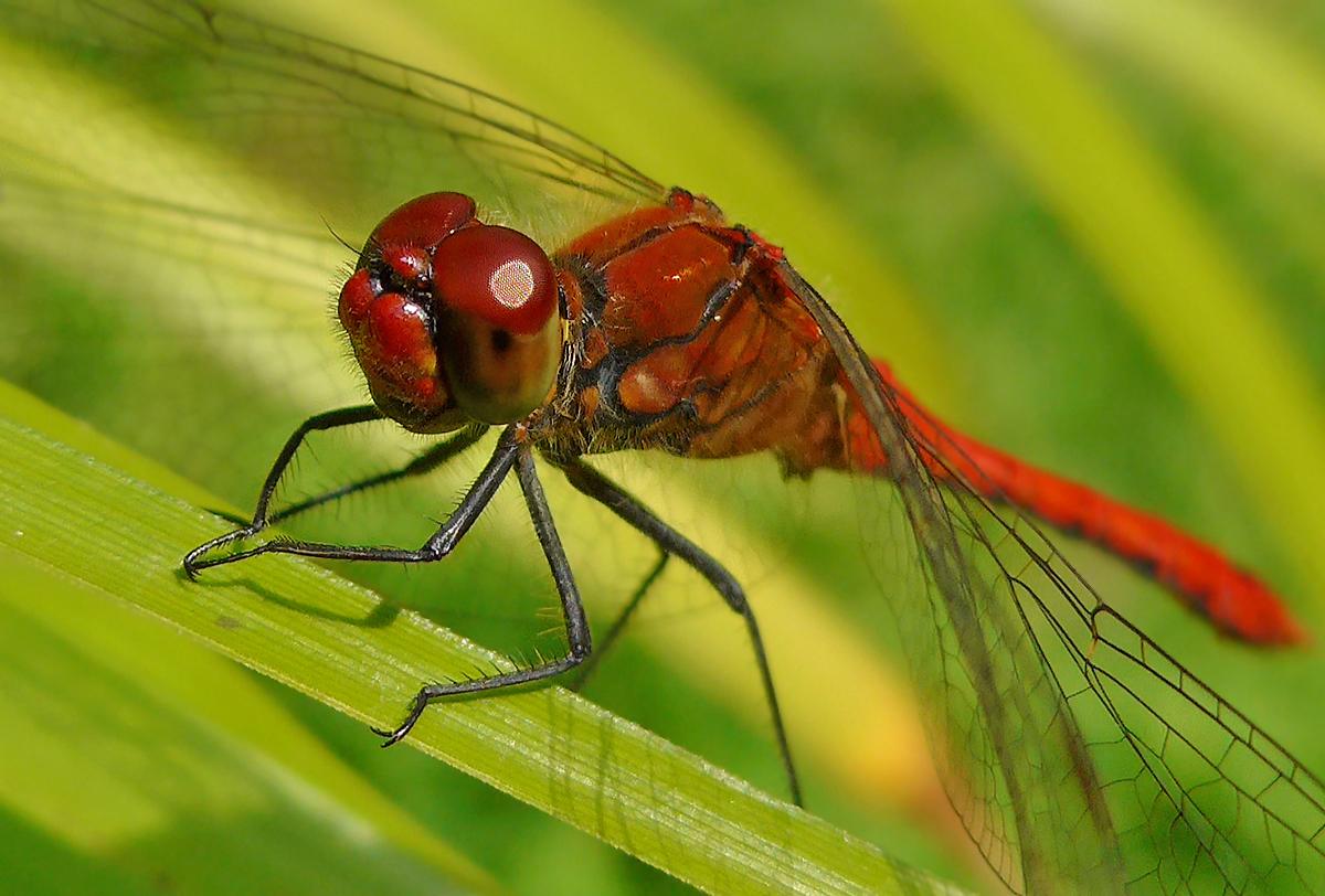 Blutrote Heidelibelle