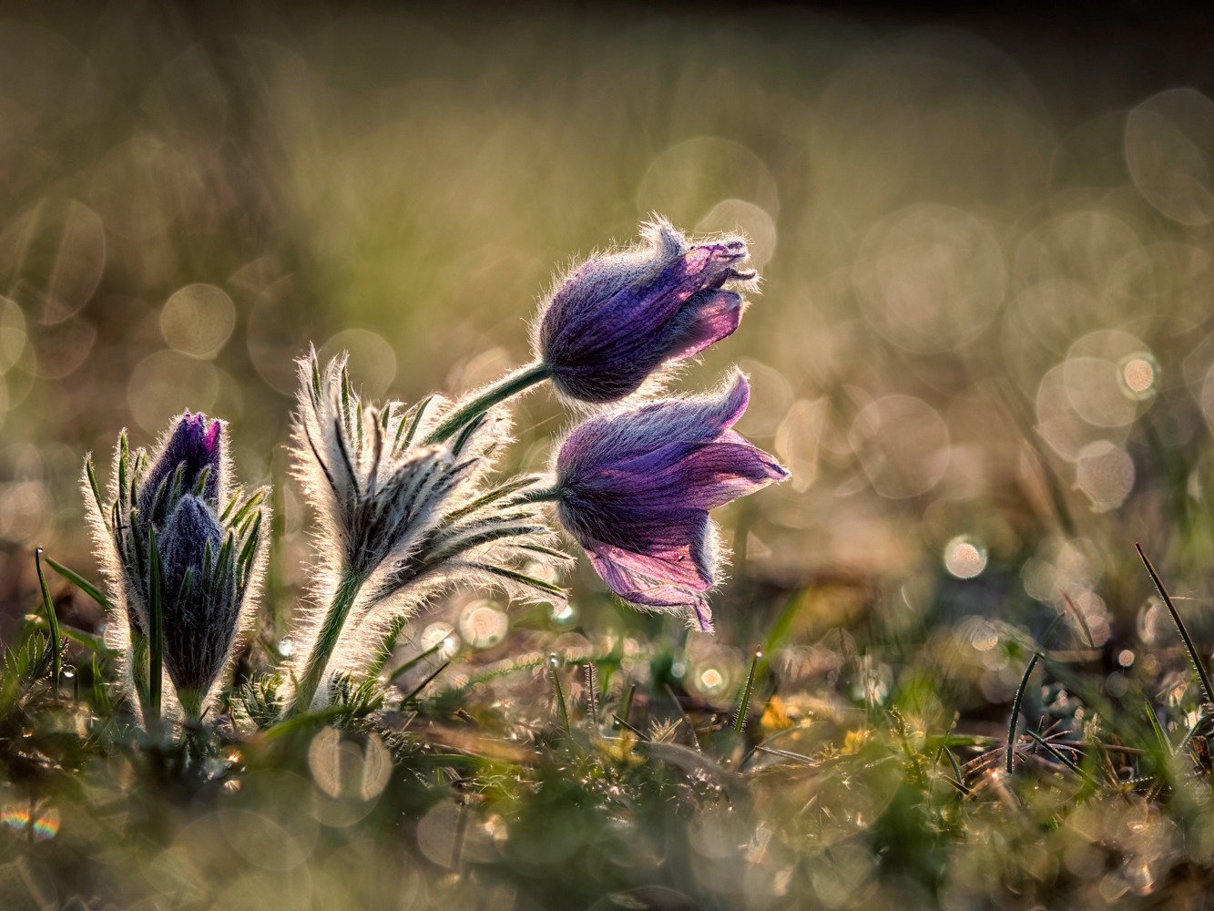 Pulsatilla vulgaris