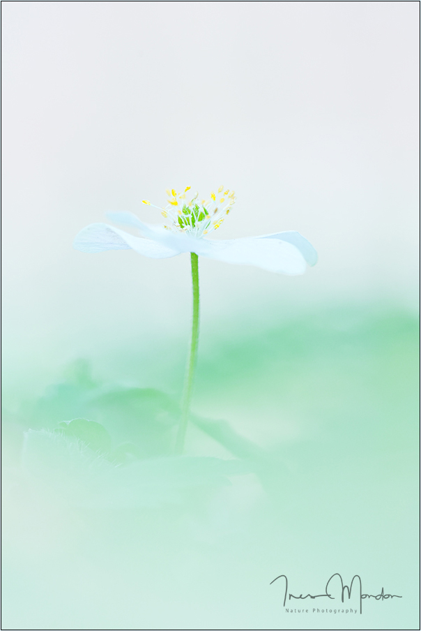 Soft Spring