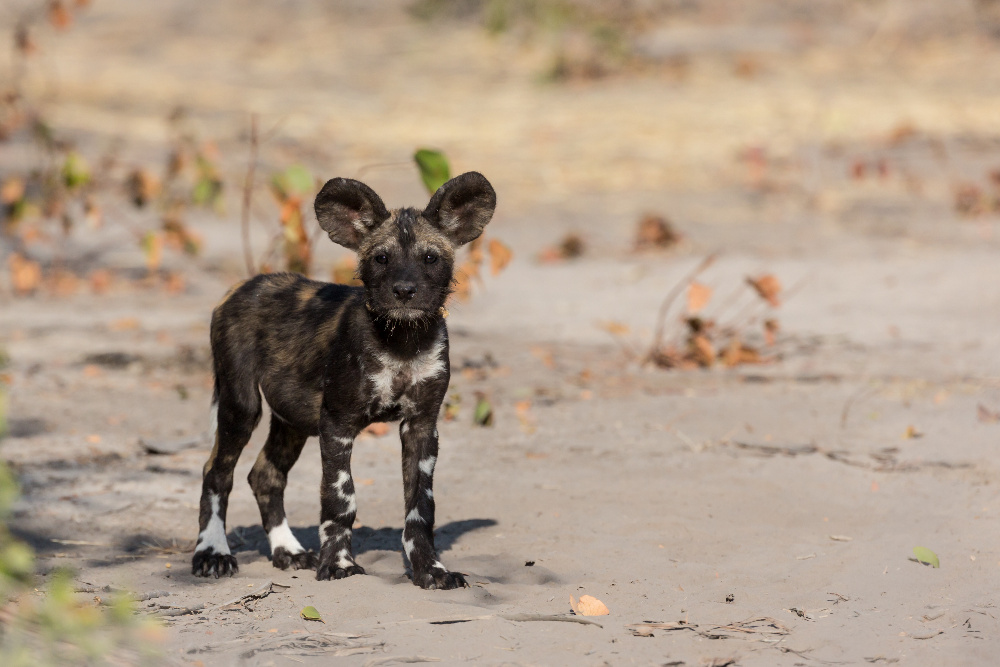 Wild Dog Welpe - Mababe / Botswana