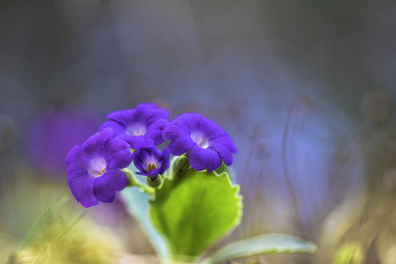 Keine Leberblümchen