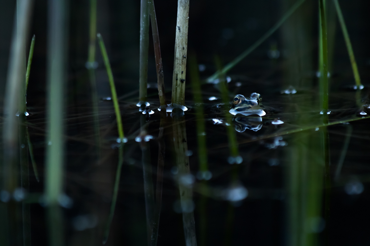 mein erster Frosch