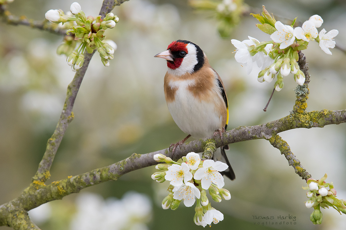 Kirschblüte