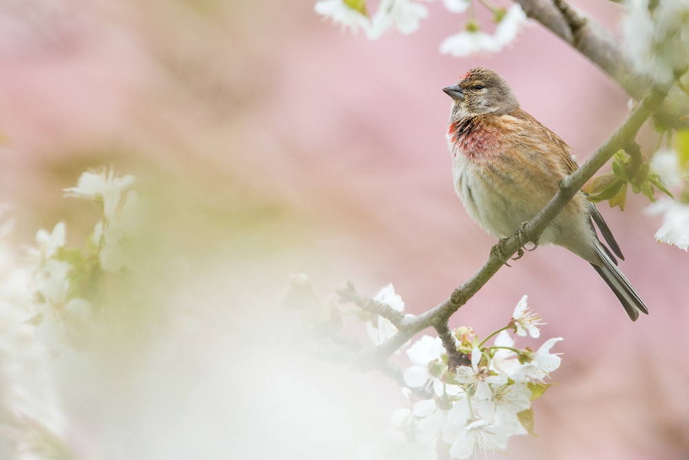 Im Kirschbaum