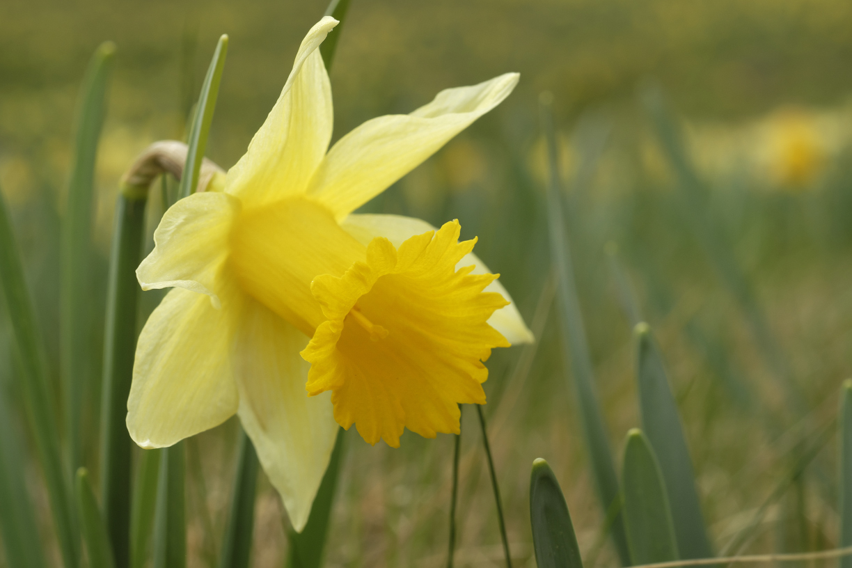 Frohe Ostern !