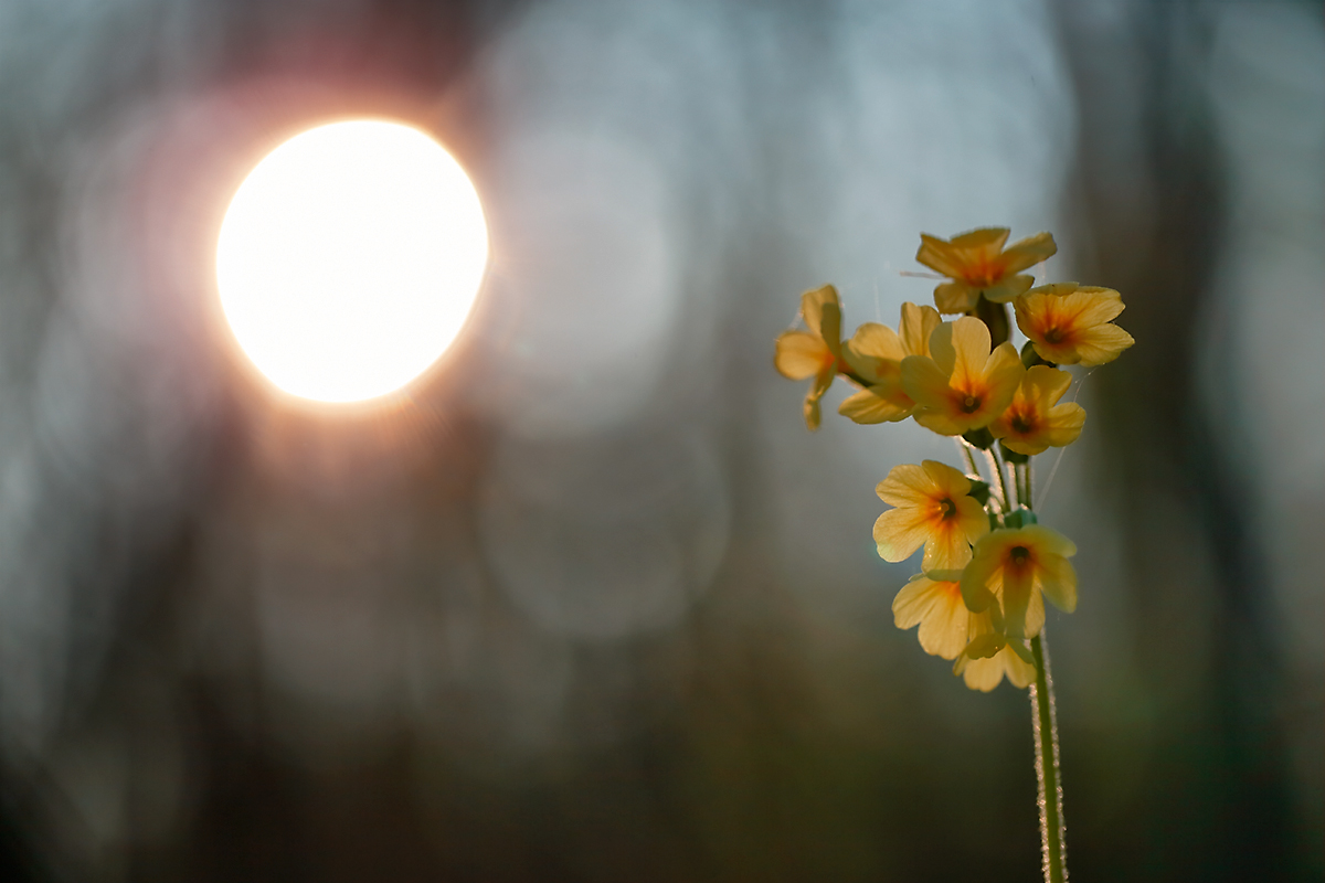 Hohe Schlüsselblume