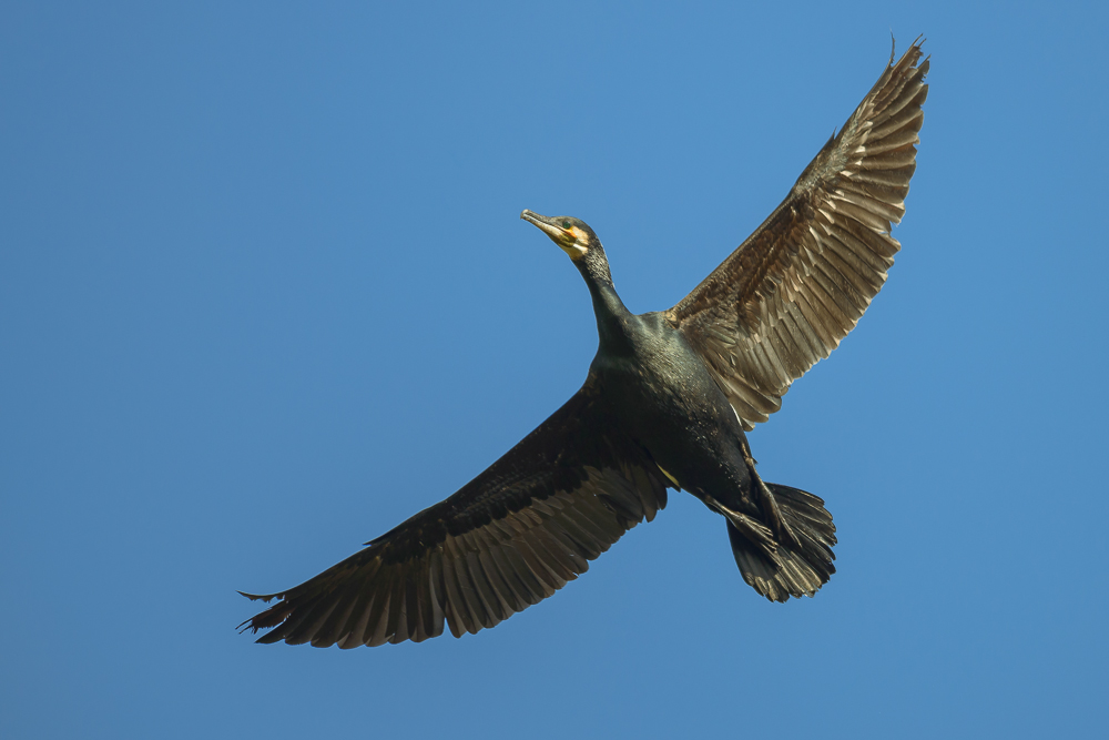 Kormoran (Forum für Naturfotografen)