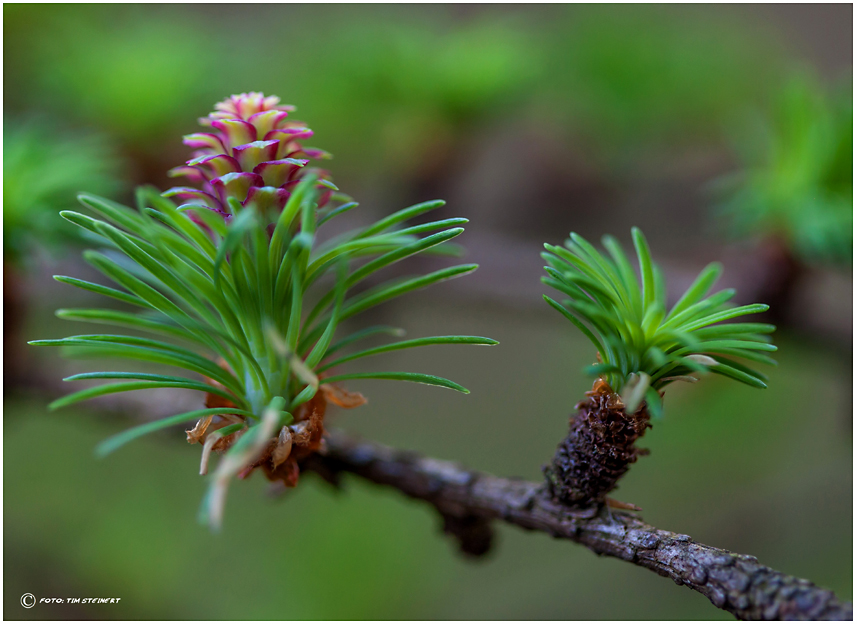 Lärchenblüte 2