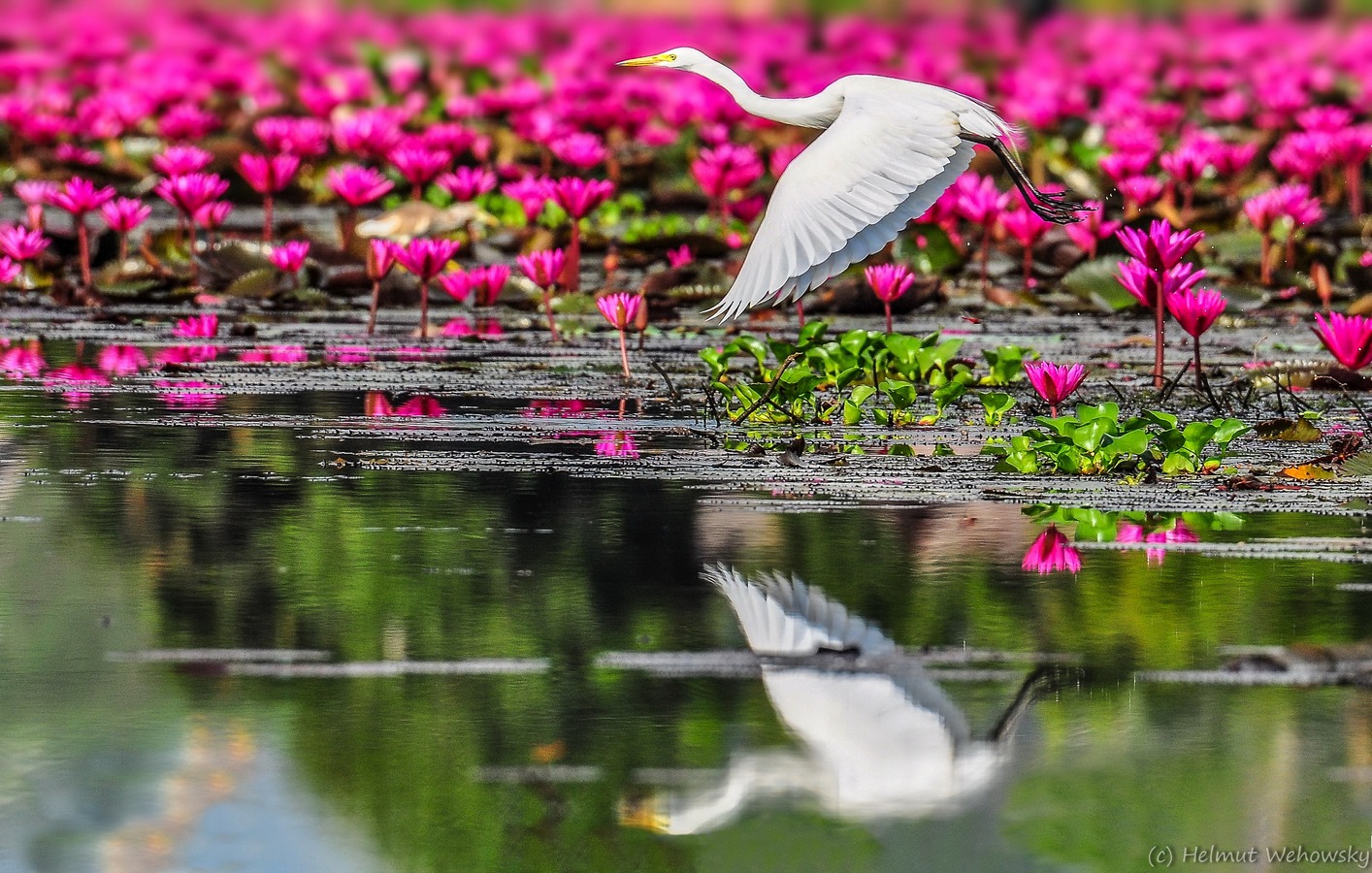*Egretta Alba