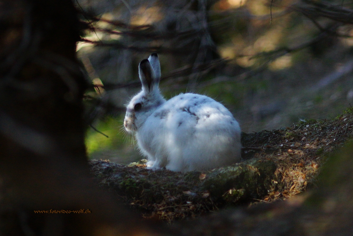 Frohe Ostern