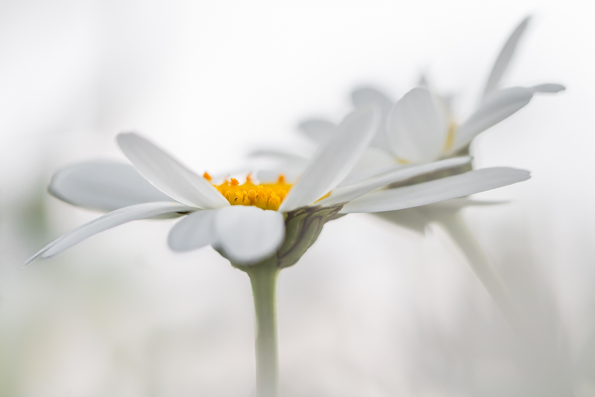 Tanz der Margeriten