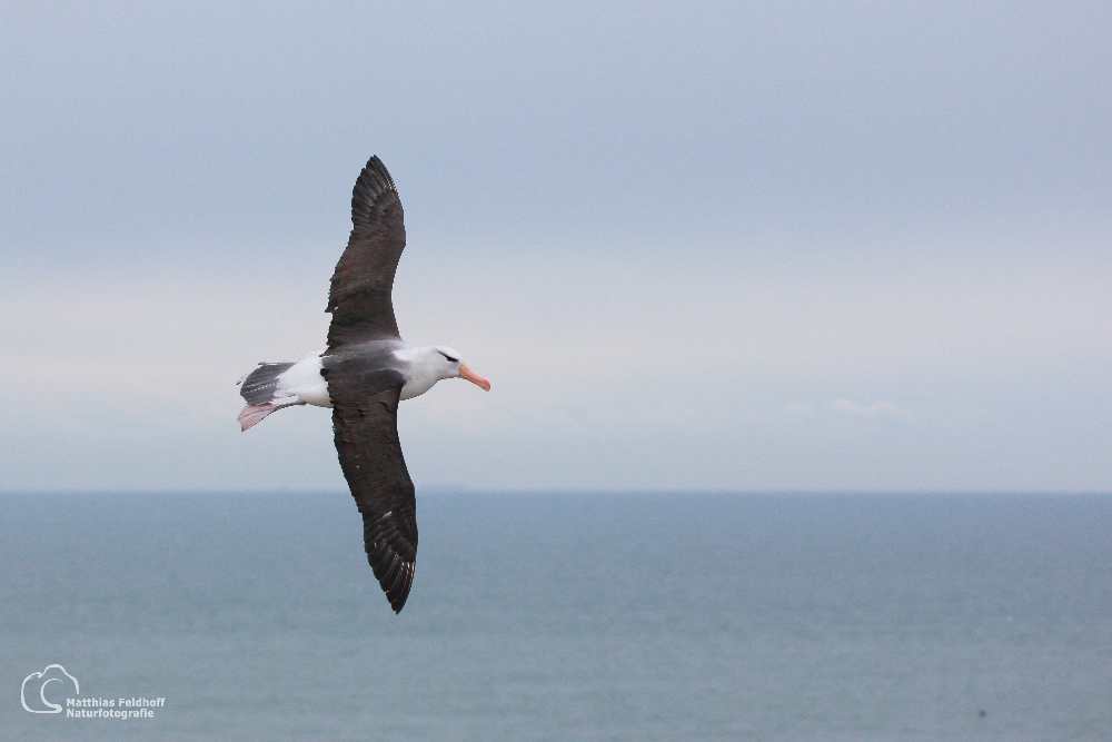 Schwarzbrauenalbatros auf Helgoland