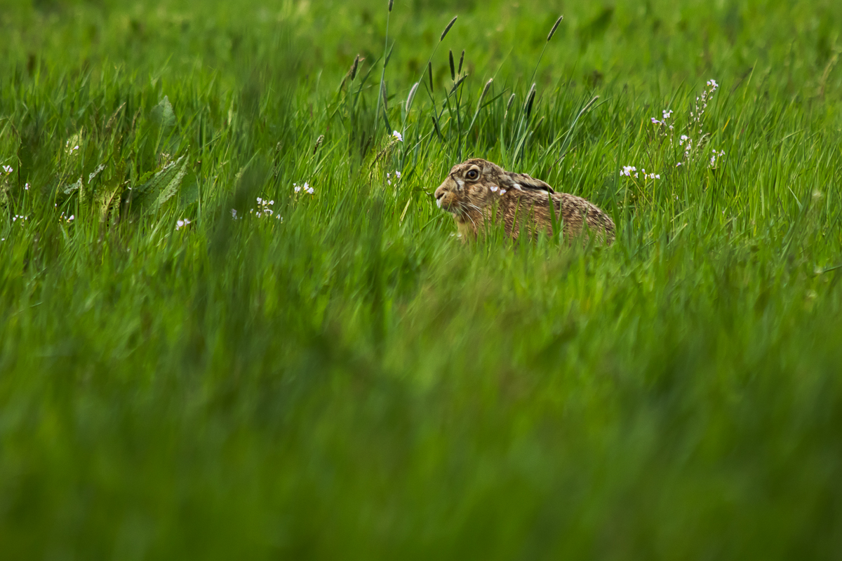 der Osterhase