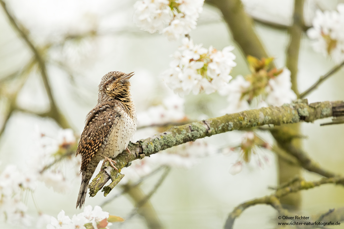 Wendehals im alten Kirschbaum