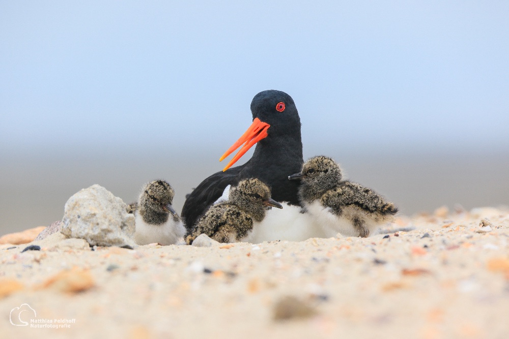 Austernfischer am Strand