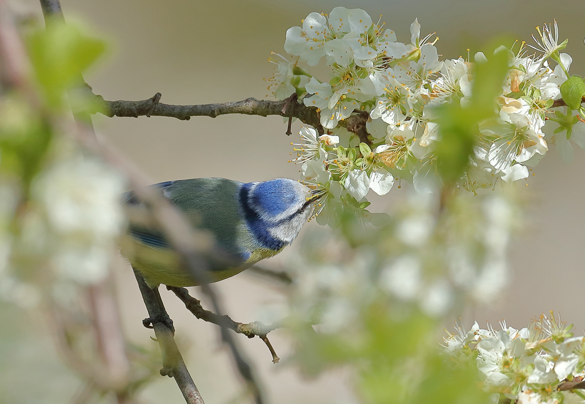 Ostern mit Blaumeise...