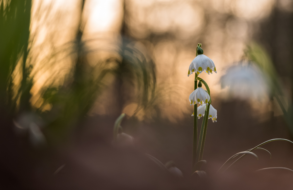 Frühlingsabend