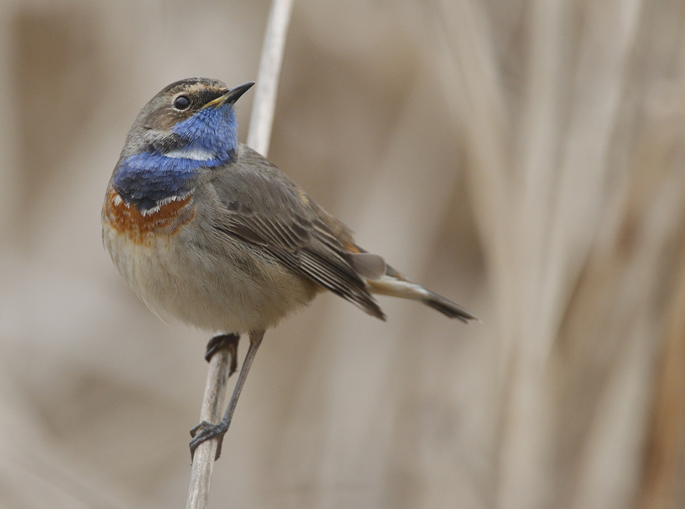 Blaukehlchen "Fritz"