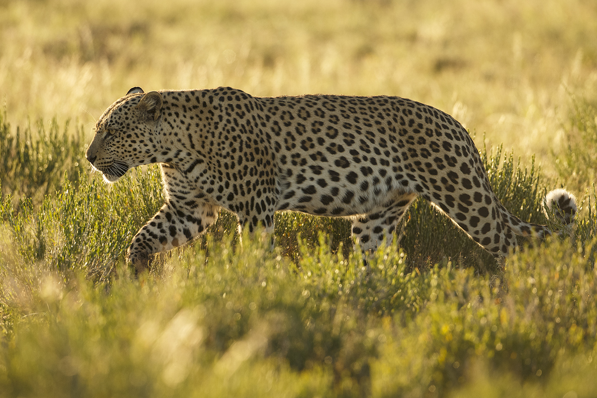 Leopard