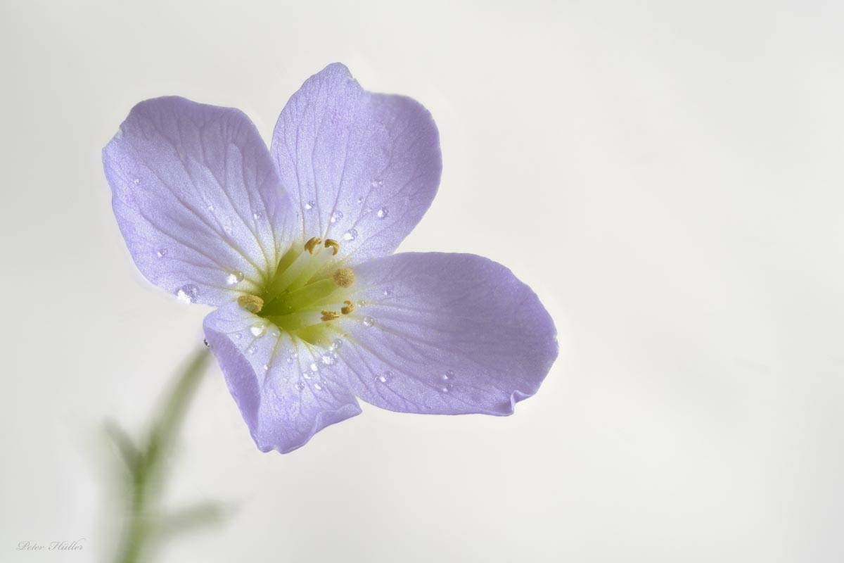 Wiesenschaumkraut