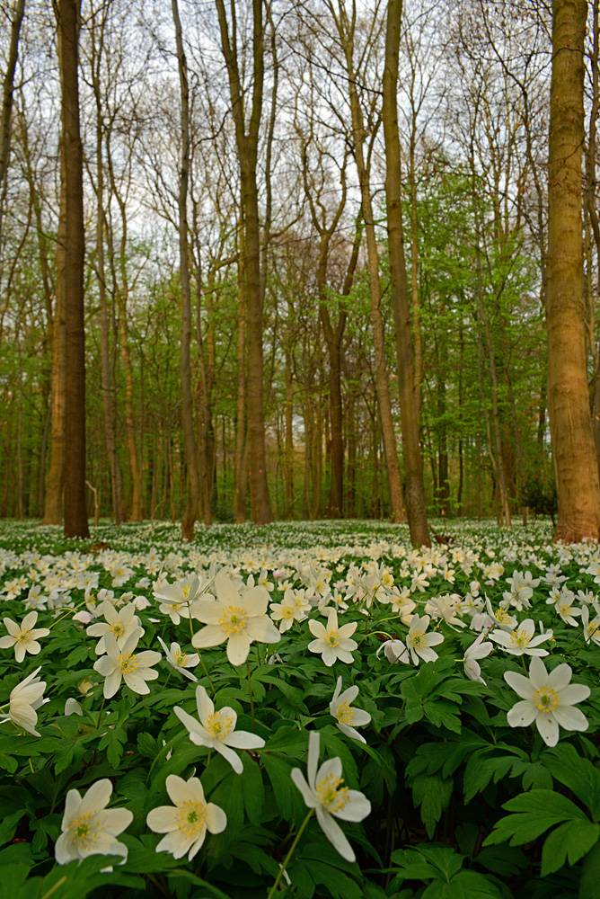 BuWiRö - Wald