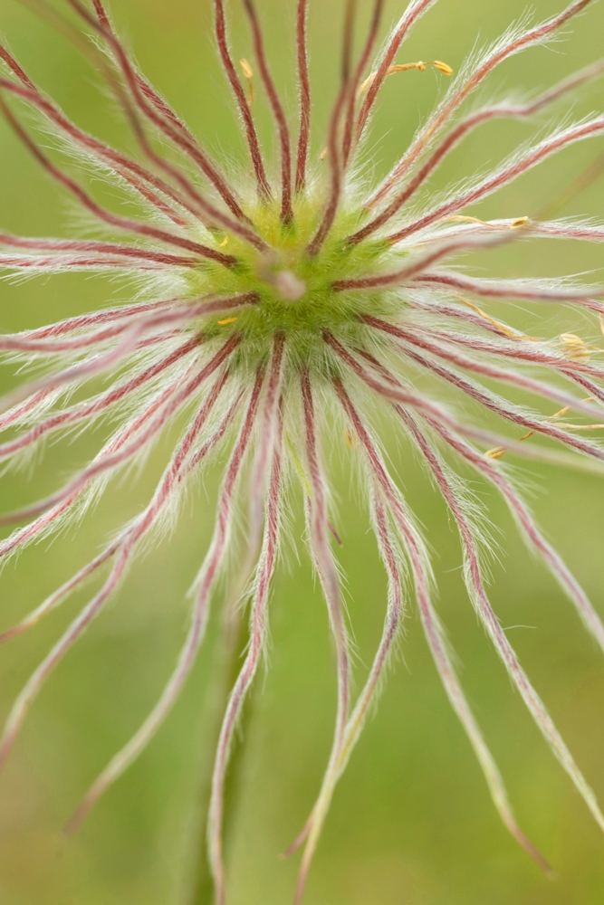 Alien ? auf "meiner" Wiese