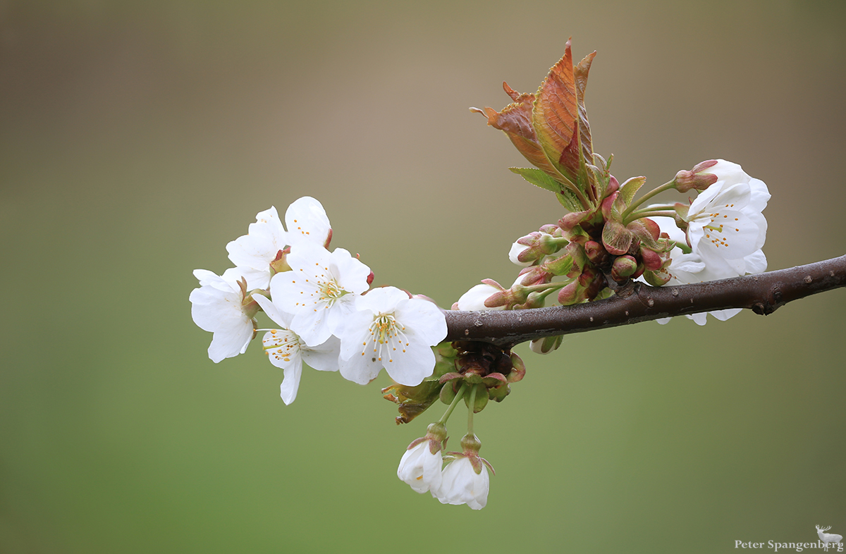 Kirschblüten