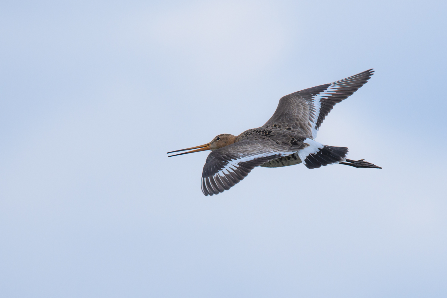 Uferschnepfe im Flug