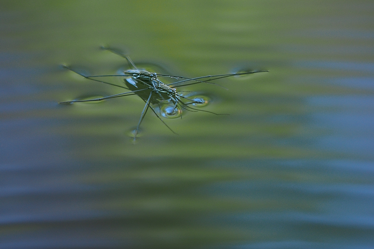 neue Jäger auf der Wasseroberfläche