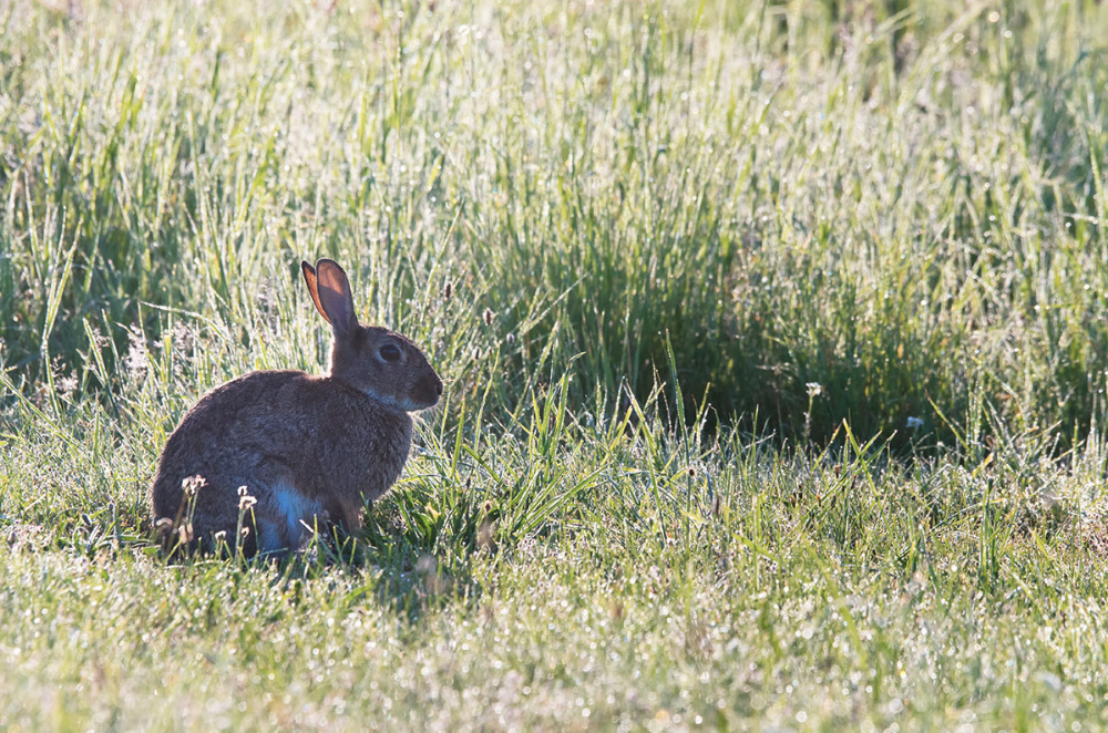 Wildkaninchen