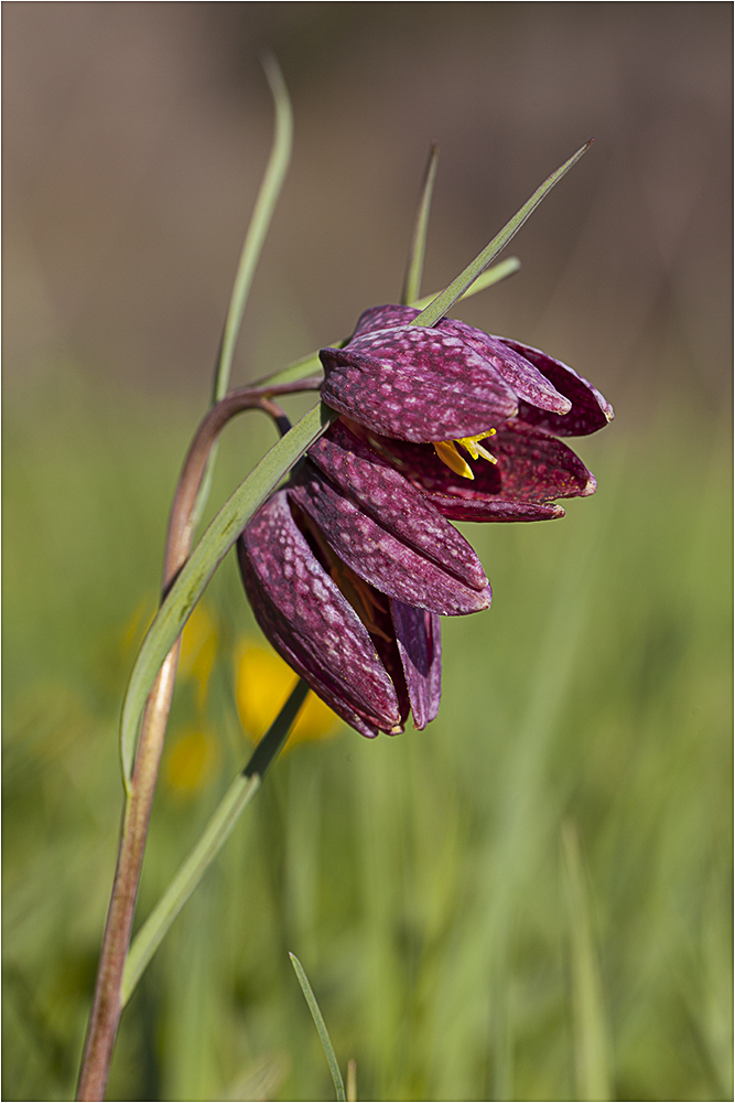 Schachbrettblume