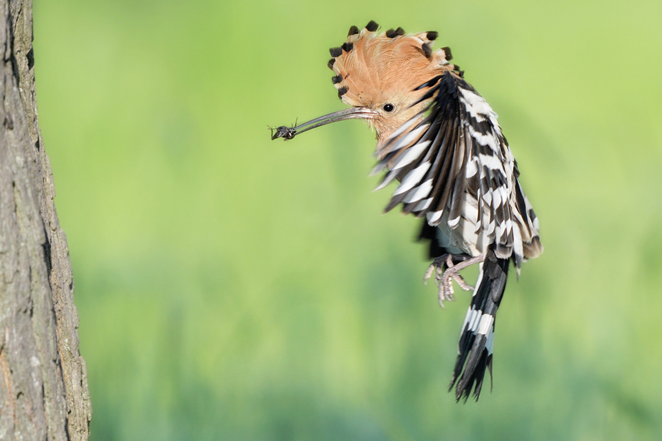 Hopf im Anflug